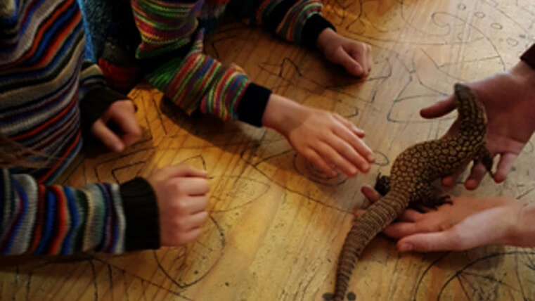 KInderhände ggreifen behutsam nach einer kleinen Echse